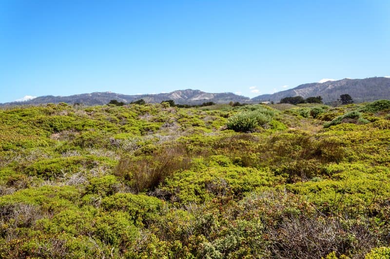 Año Nuevo State Park