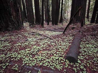 Armstrong Redwoods State Natural Reserve - Image 1