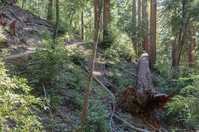 Big Basin Redwoods State Park - Image 2