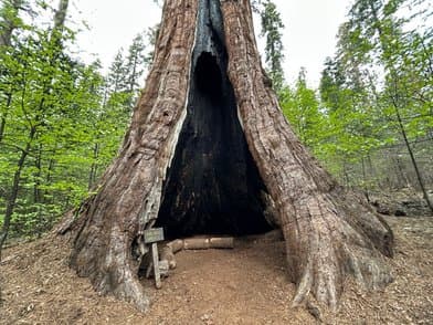 Calaveras Big Trees State Park - Image 1