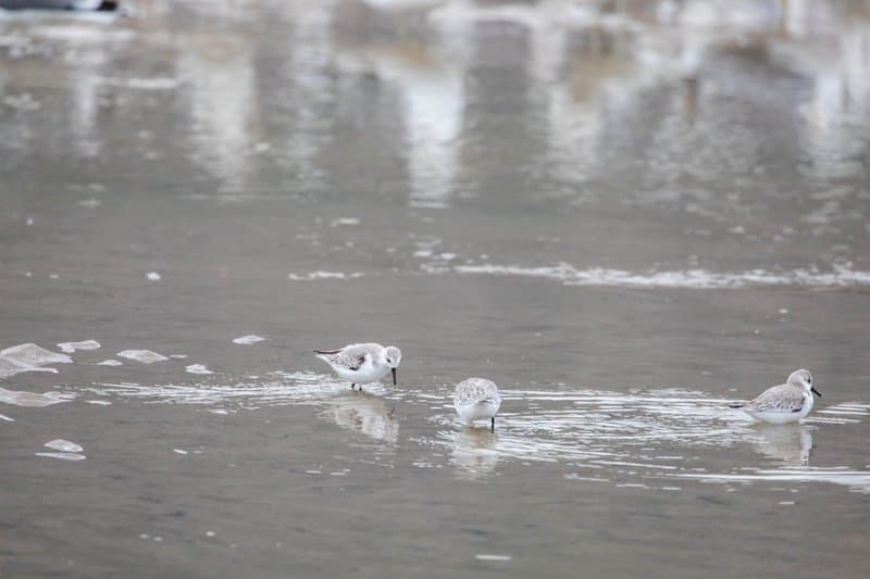 Malibu Lagoon State Beach