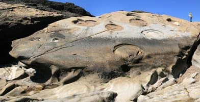Point Lobos State Natural Reserve - Image 1