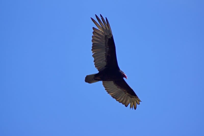 Russian Gulch State Park hero image
