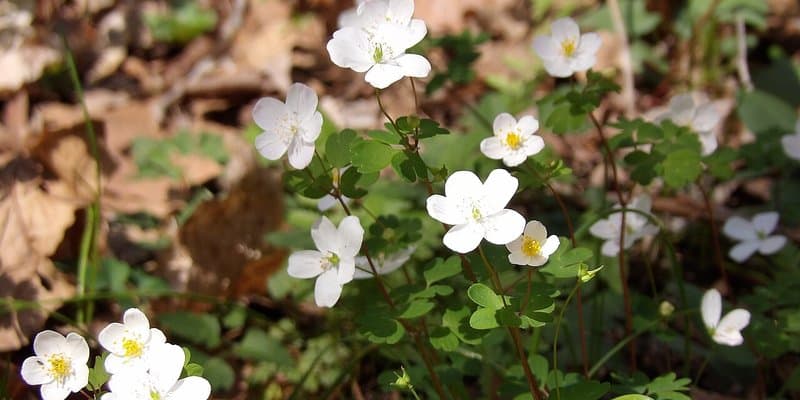 Fox Ridge State Park hero image