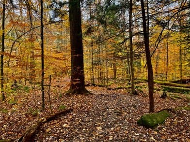 Allegany State Park - Image 1