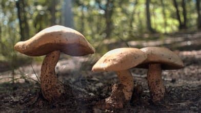 Bethpage State Park - Image 1