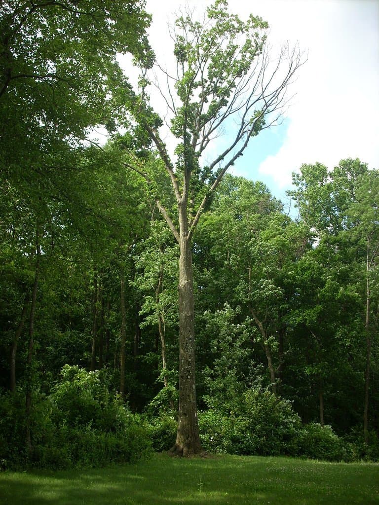Boyd Big Tree Preserve Conservation Area