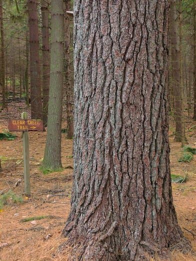 Clear Creek State Park - Image 1