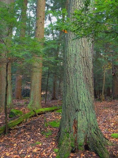 Cook Forest State Park - Image 1