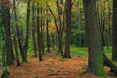 McCall's Dam State Park - Image 1