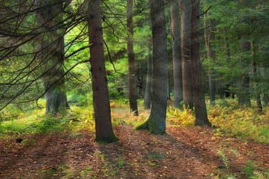 McCall's Dam State Park - Image 2