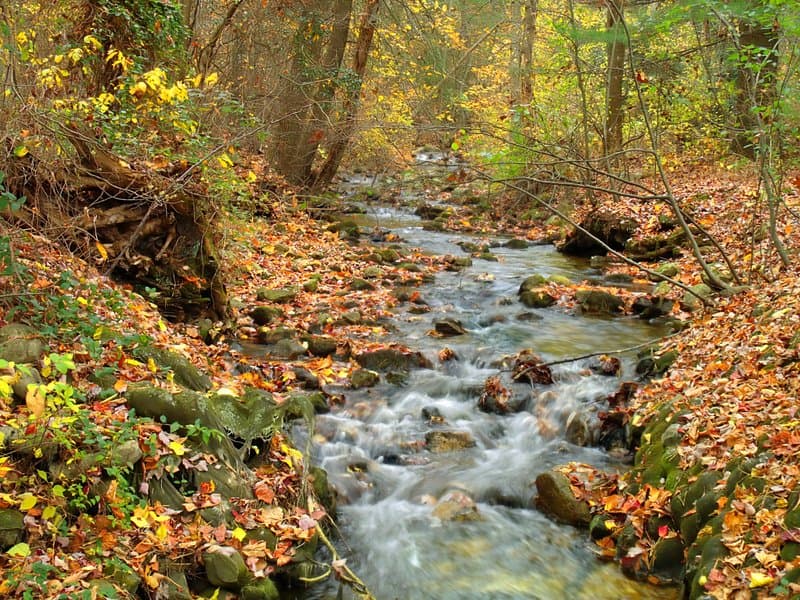 Mont Alto State Park hero image