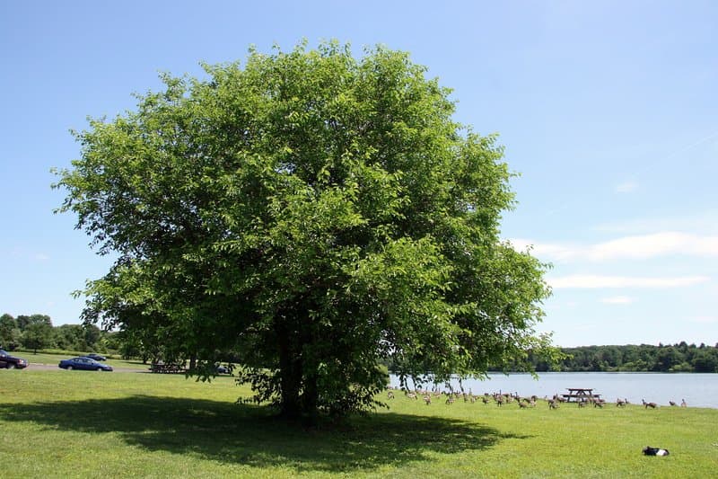 Nockamixon State Park
