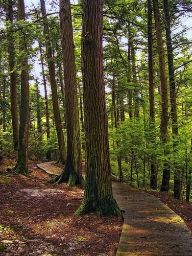 Salt Springs State Park - Image 1