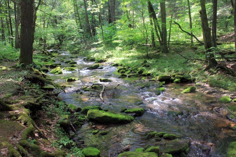 Sinnemahoning State Park hero image