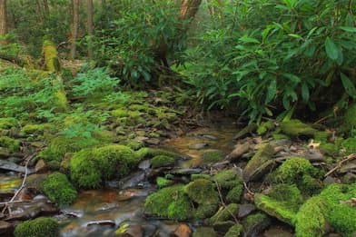 Snyder-Middleswarth State Park - Image 1