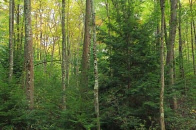 Snyder-Middleswarth State Park - Image 4